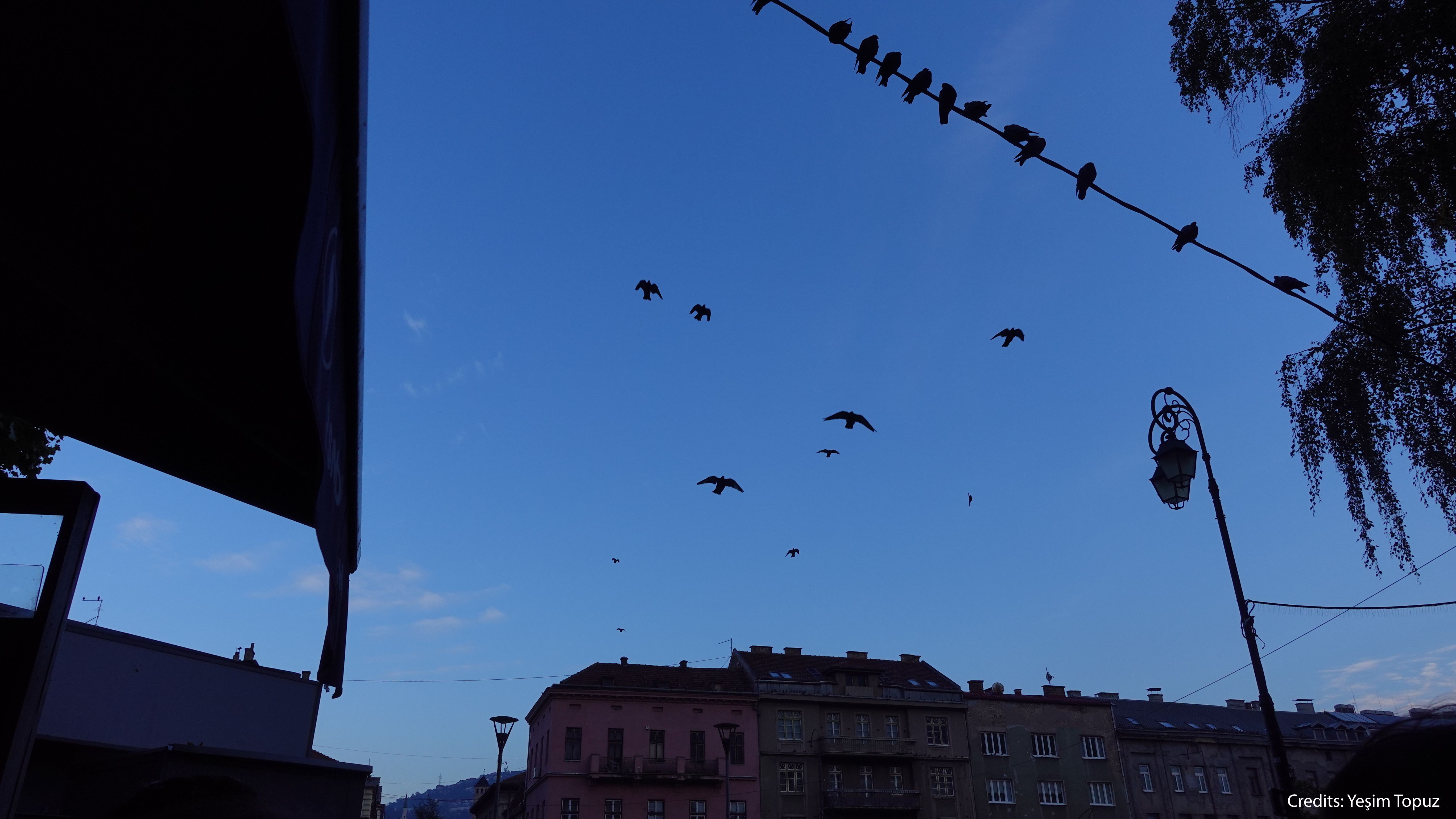 Morning sky over Sarajevo with birds in flight and perched on an overhead wire above early-20th-century apartment buildings.
