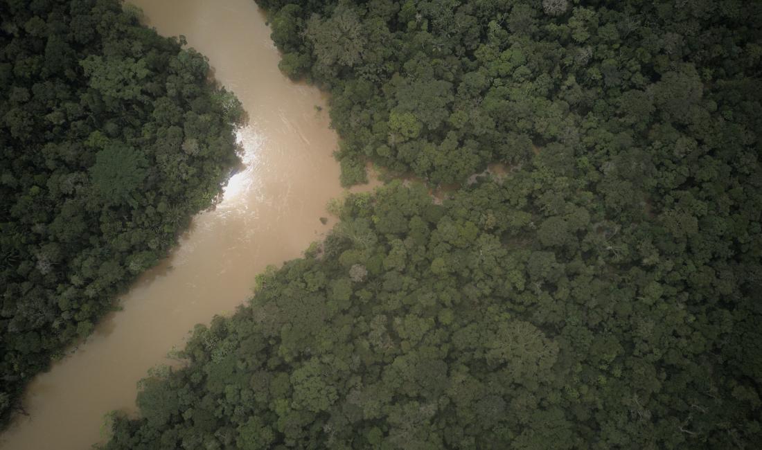 Photo of Yasuni rainforest provided by Jorge Espinosa