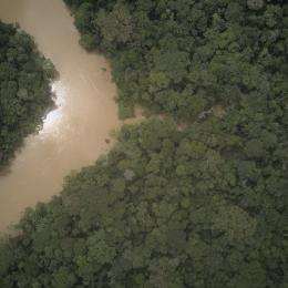 Photo of Yasuni rainforest provided by Jorge Espinosa